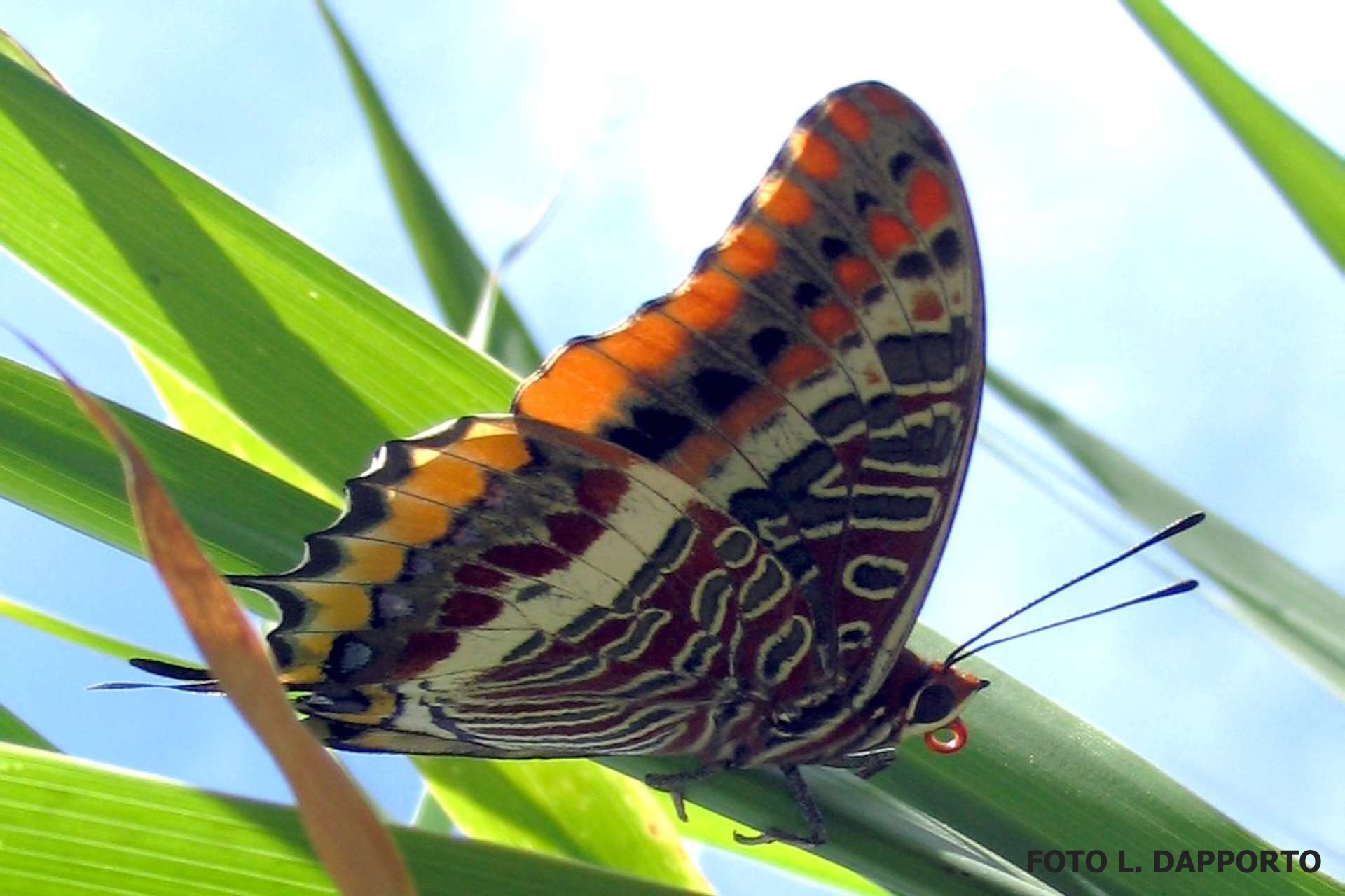 Charaxes janus dapporto ok