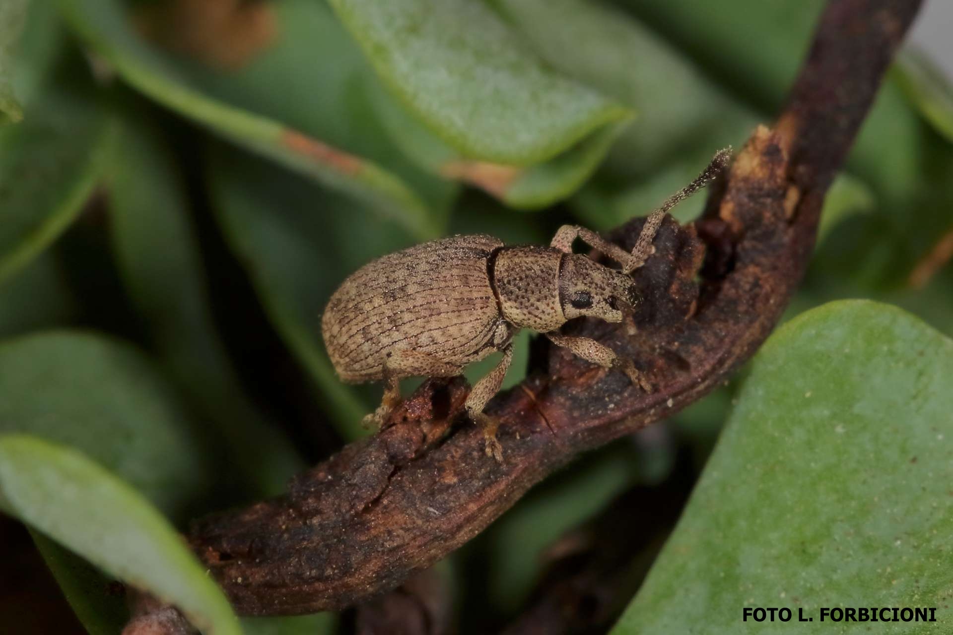 Pseudomeira abbazzii 2