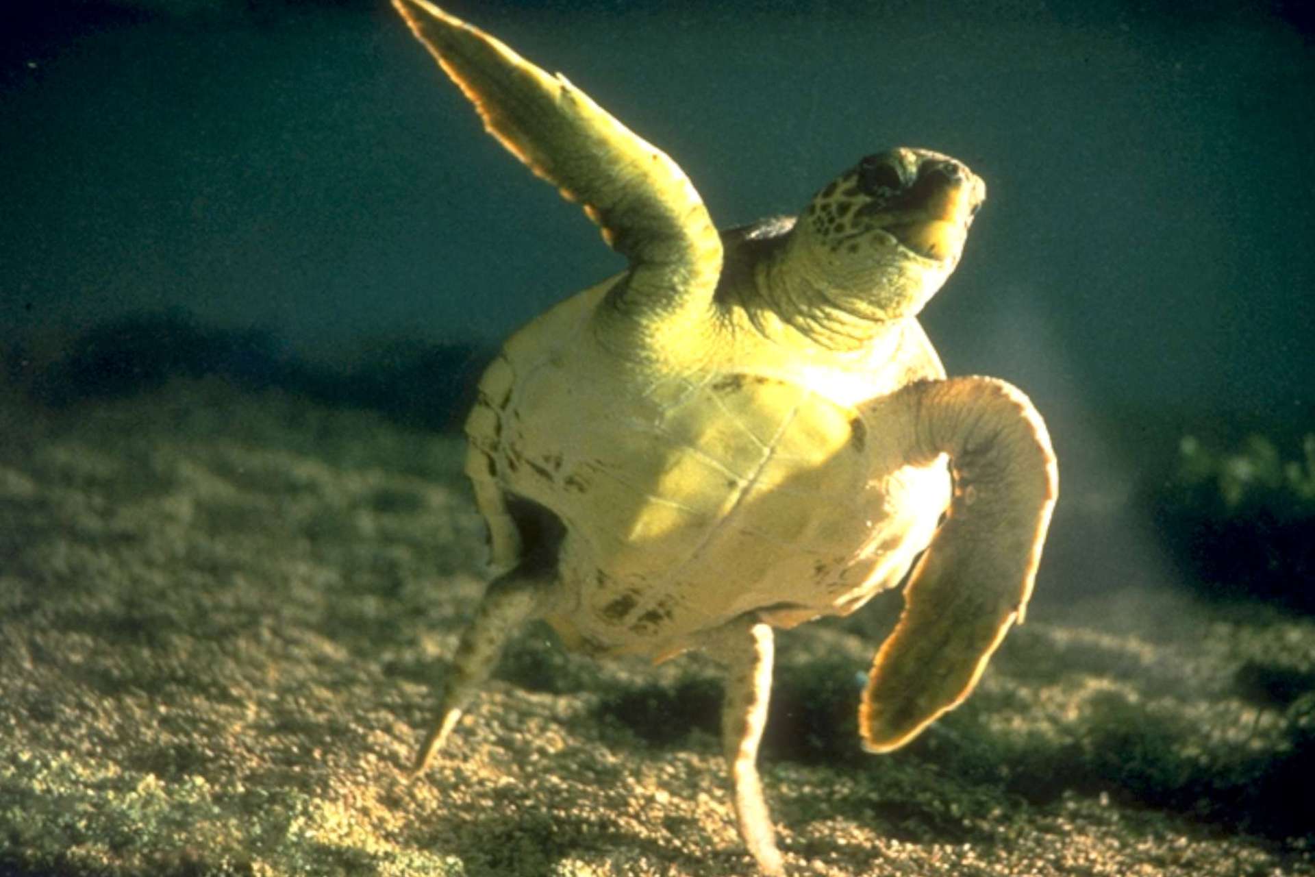 caretta2