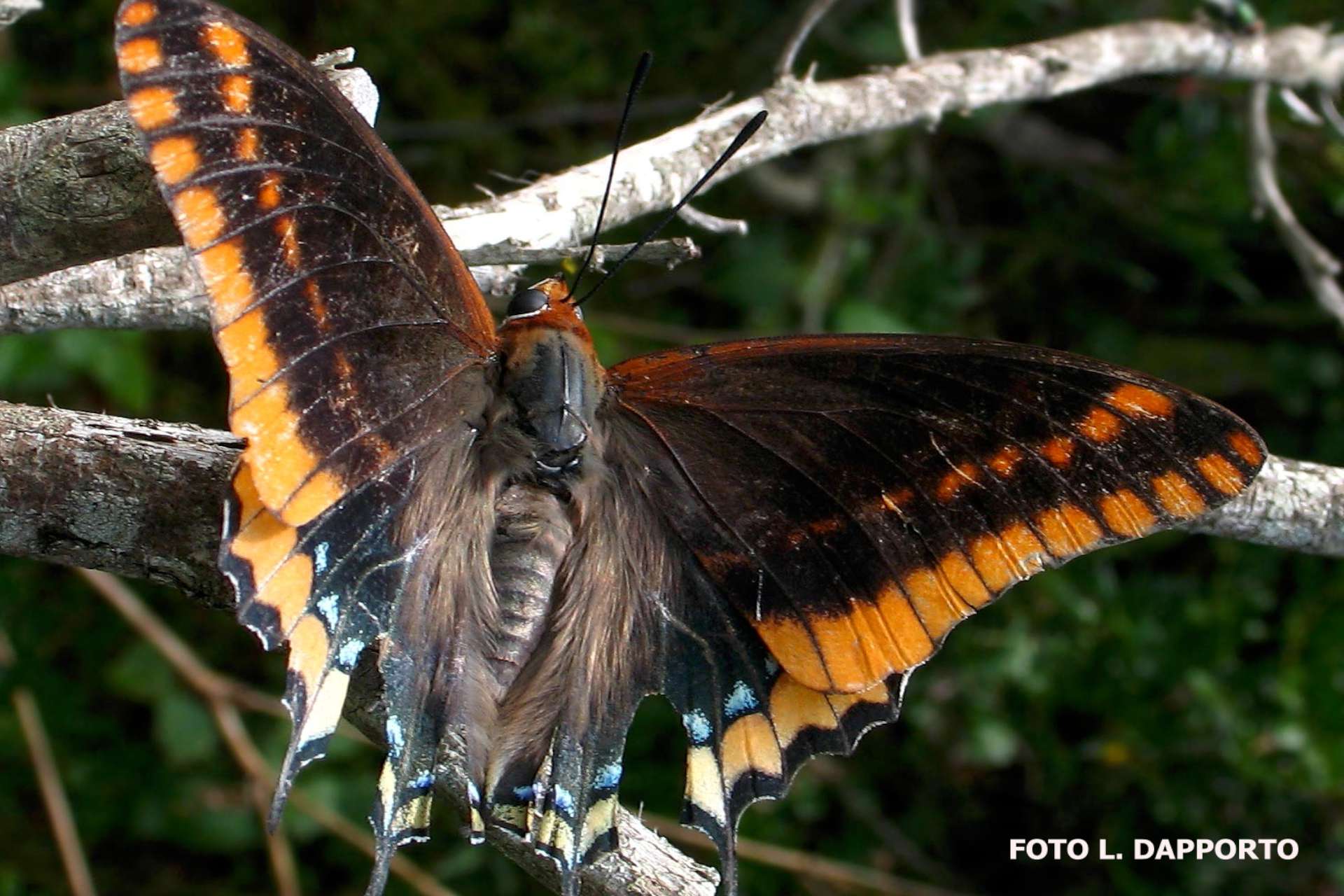 charaxes jasius2 1920x1280