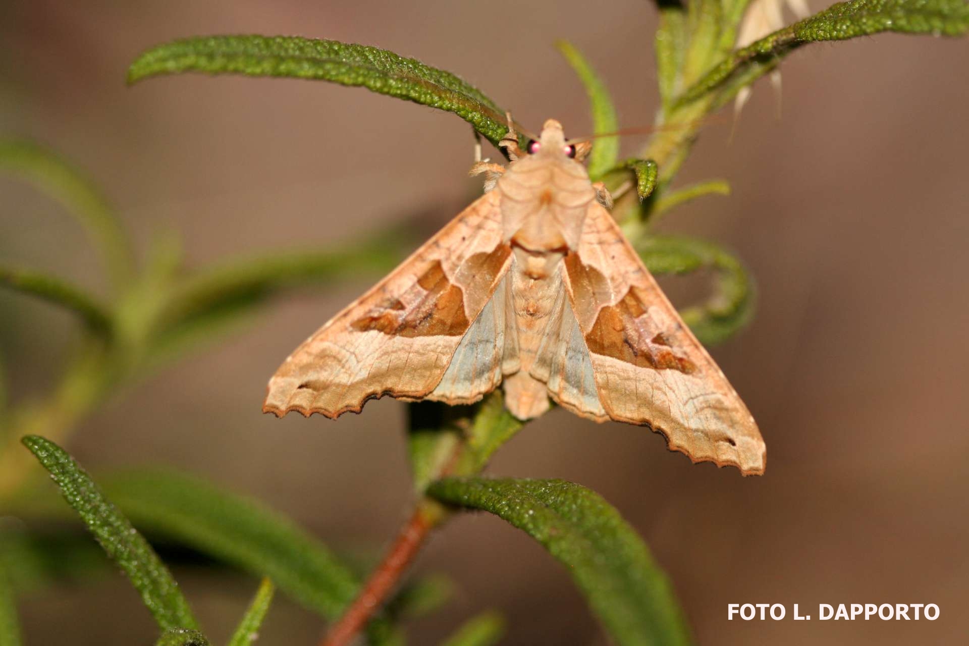 nottuide phlogophora meticolosa dapporto