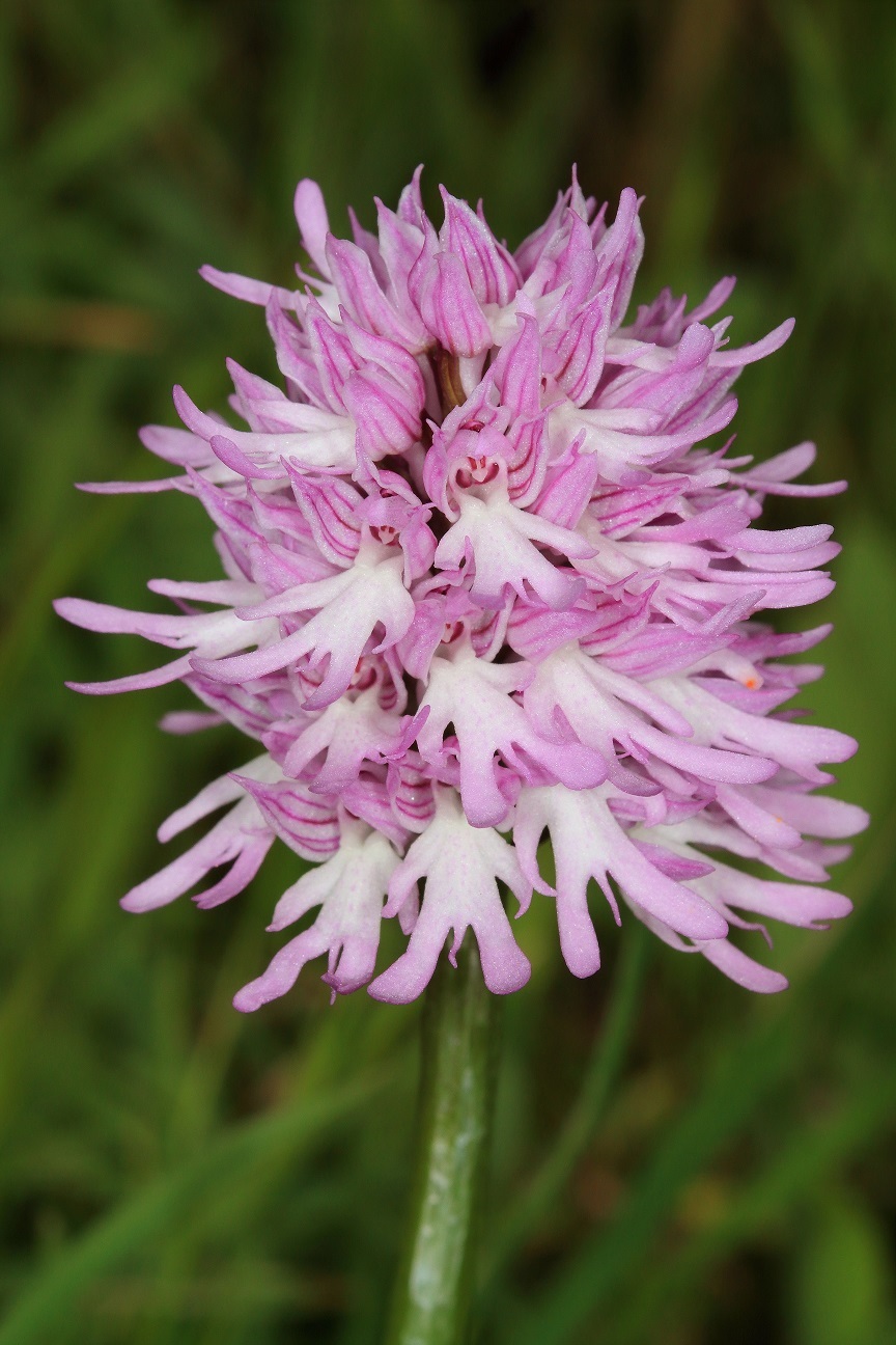 Orchis italica 