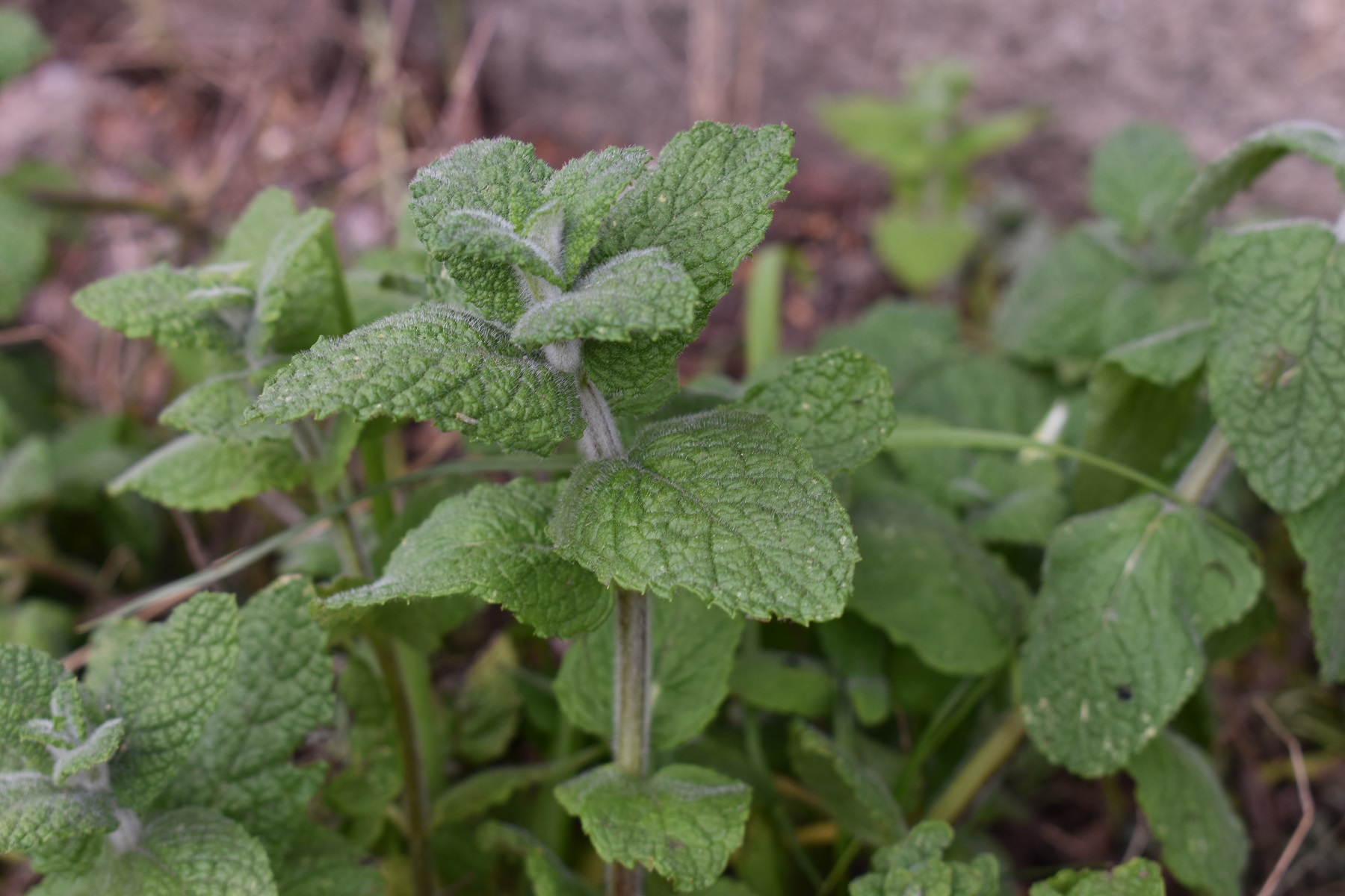 MENTA DELLE ISOLE LC 